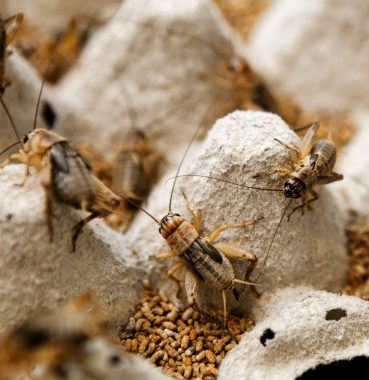 Cricket breeding