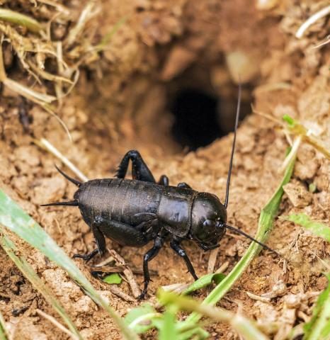 Flour yield and protein extraction