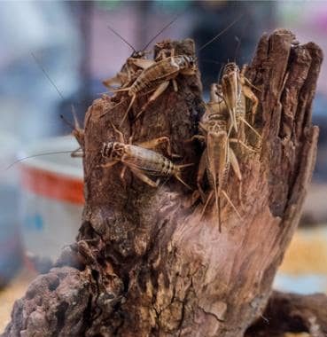 Oil production and processing